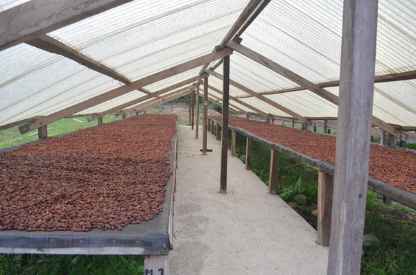 Bolivia certified-Organic Improved Walikeewa (hybrid, Amelonado) Unroasted Cacao Beans. Available at Continental (NJ) & Salisbury, (MA).