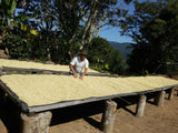 86+ Find: Bernardino Aliaga -Taipiplaya (Bolivia) Microlot Roast, NEW FARMER!