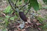 Bolivia certified-Organic Improved Walikeewa (hybrid, Amelonado) Unroasted Cacao Beans. Available at Continental (NJ) & Salisbury, (MA).