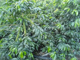 Bolivia 90+ Find Microlot: Mery Avircata -Kantutani. Available at the Annex (CA), in (NJ) and Salisbury, MA. NEW ARRIVAL!