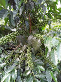 Bolivia 90+ Find Microlot: Mery Avircata -Kantutani. Available at the Annex (CA), in (NJ) and Salisbury, MA. NEW ARRIVAL!