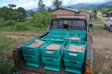 Bolivia Heirloom (Boliviano) Certified-Organic Unroasted Cacao Beans. Available At Continental (NJ) & Salisbury (MA)