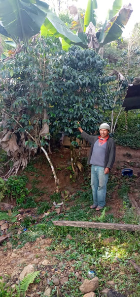 Bolivia Microlot: Clemente Mamani -Kantutani. Available in NJ in Salisbury, MA. NEW FARMER!