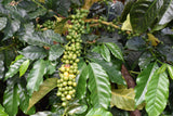88+ Find: Invalsa Organic Peaberry (Bolivia) Microlot Roast. LOWER PRICE!