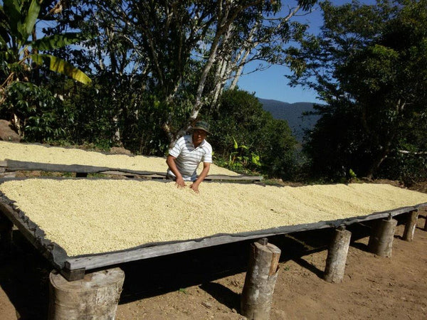 86+ Find: Bernardino Aliaga -Taipiplaya (Bolivia) Microlot Roast, NEW FARMER!