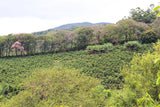 86+ Find: Fazenda Barreiro Microlot (Brazil) Roasted Coffee. NEW!