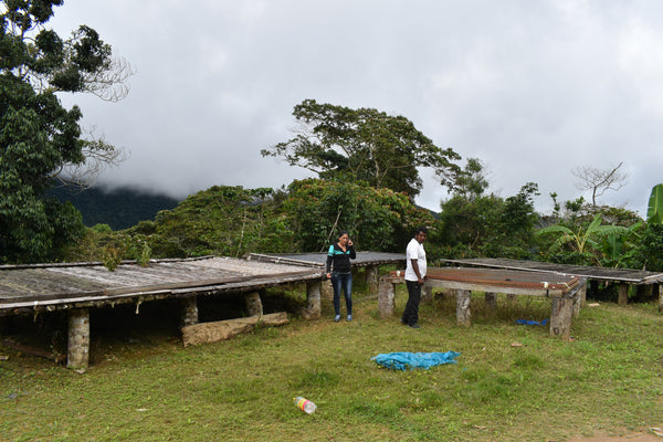 Bolivia Microlot: Jacinto Titirico (Siete Estrellas). Available in NJ & Salisbury. Past Crop. NEW LOWER PRICE!