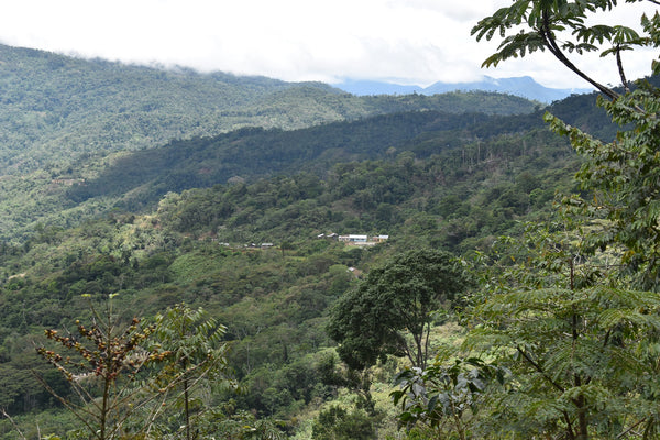 Bolivia Microlot: Clemente Mamani -Kantutani. Available in NJ in Salisbury, MA. NEW FARMER!