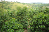 90+ Find: Kinyovu Washing Station (Burundi) Matango Microlot Roast. COFFEE REVIEW: 92 POINTS!