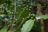 Brazil Sul Minas Natural-Process AAA DECAF. Available only in Salisbury (MA). NEW ARRIVAL!