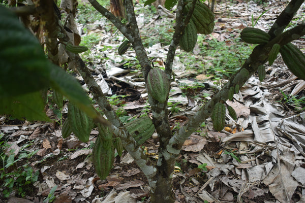 Bolivia certified-Organic Improved Walikeewa (hybrid, Amelonado) Unroasted Cacao Beans. Available at Continental (NJ) & Salisbury, (MA). NEW ARRIVAL!