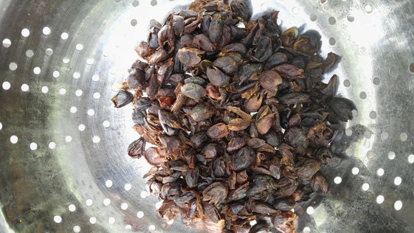 100% Bolivian Fair Trade Organic (FTO) Cascara Tea.