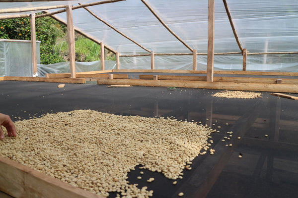 Colombia Micro-lot: Marco Lasso -Nariño. Available only Salisbury, MA.